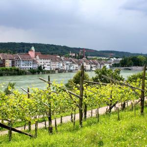 Blick über die Weinreben Adelberg ©TI Rheinfelden (Baden)