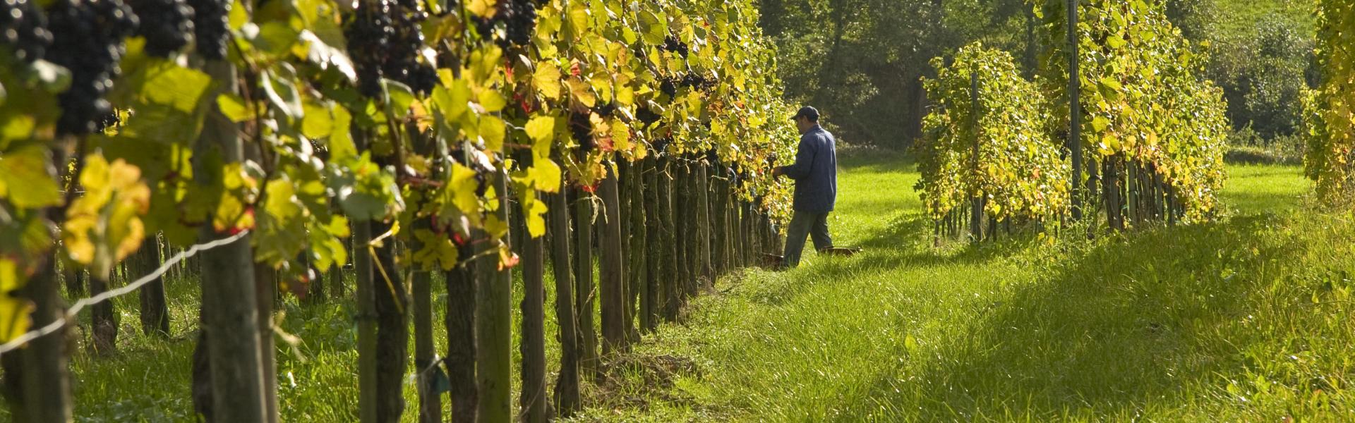 Am Fuss der Weinberge